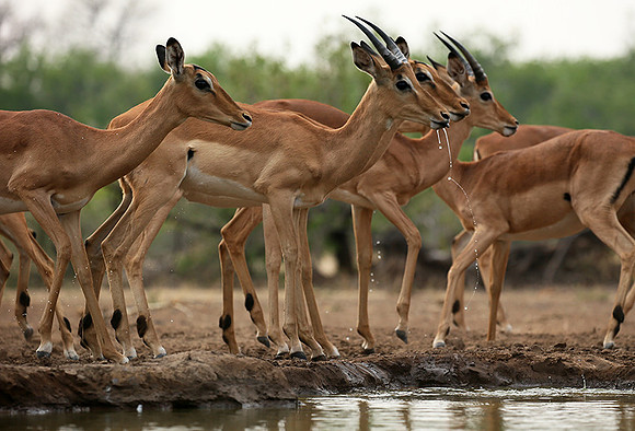 At the waterhole - Mashatu game reserve