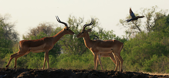 Impalas at the waterhole - Mashatu game reserve