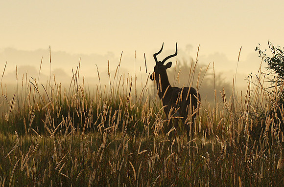 Delta of okavango