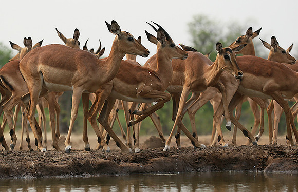 At the waterhole - Mashatu game reserve