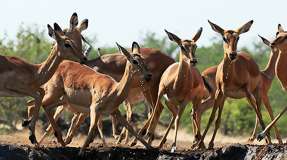 At the waterhole - Mashatu game reserve