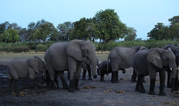 Delta of Okavango
