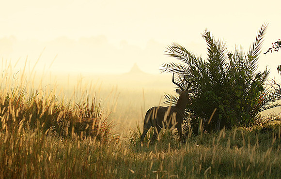 Delta of okavango
