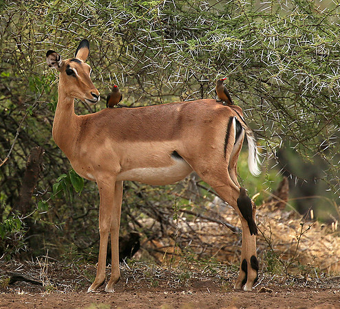 At the waterhole - Mashatu game reserve