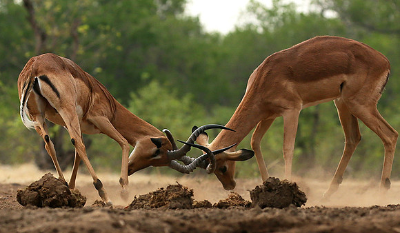 At the waterhole - Mashatu game reserve