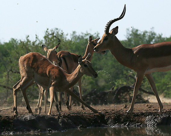 At the waterhole - Mashatu game reserve