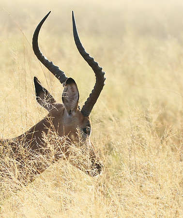 Delta of okavango