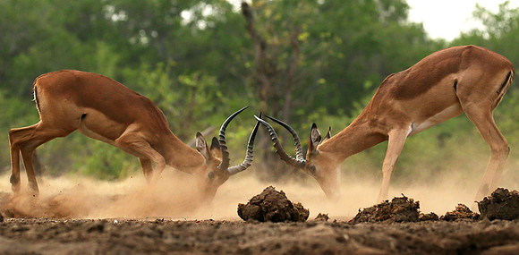 At the waterhole - Mashatu game reserve