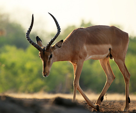 Impalas at the waterhole - Mashatu game reserve