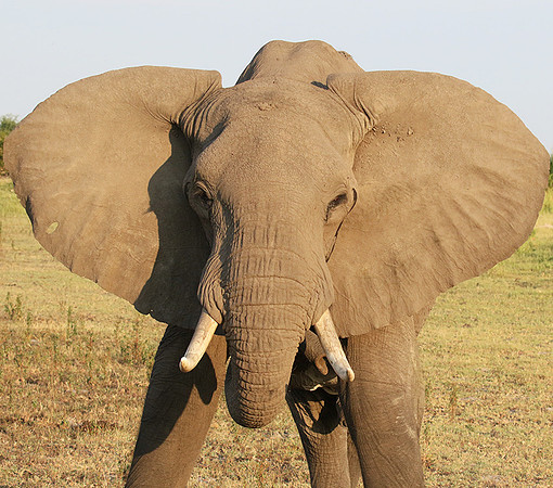 At Duba Plains