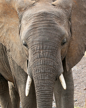 Mashatu game reserve