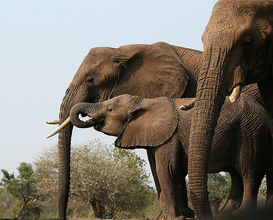 Mashatu game reserve