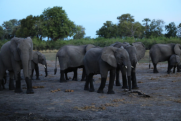 Delta of Okavango