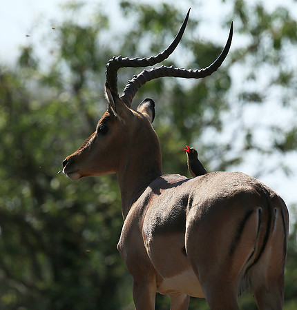 At the waterhole - Mashatu game reserve