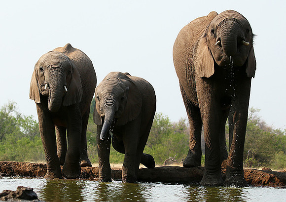Mashatu game reserve