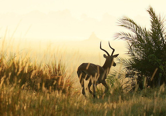Delta of okavango
