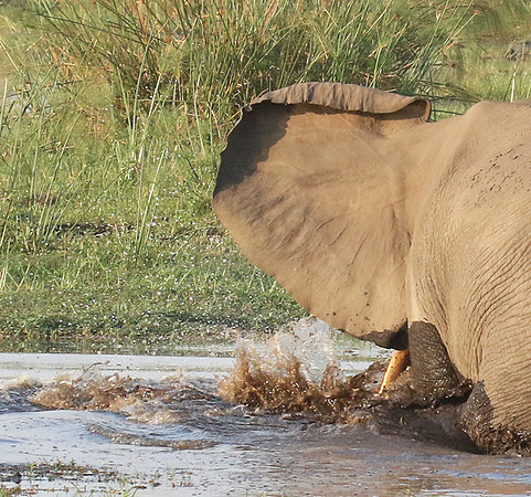 At Duba Plains