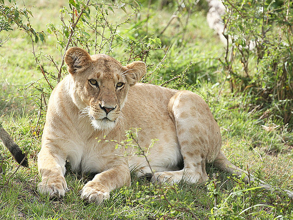 Masaï Mara