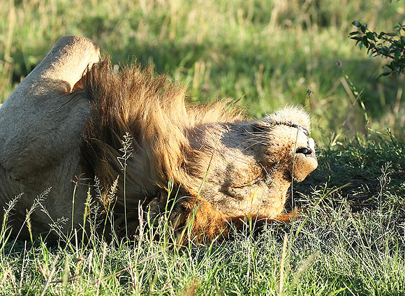 Masaï Mara
