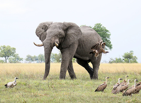 Delta of Okavango (Abu concession)