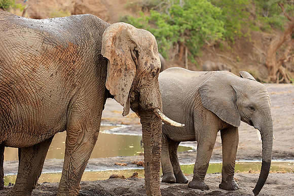 Mashatu game reserve
