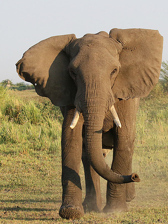 At Duba Plains