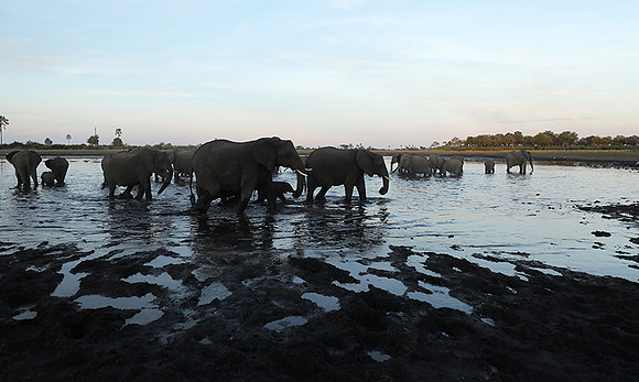Delta of Okavango
