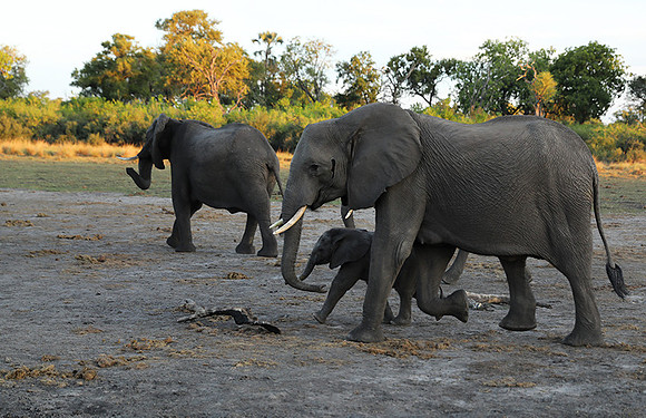 Delta of Okavango - Abu concession