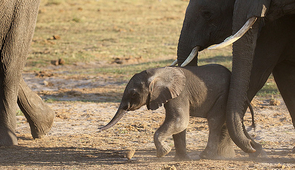 Delta of Okavango