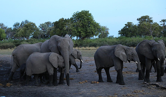 Delta of Okavango