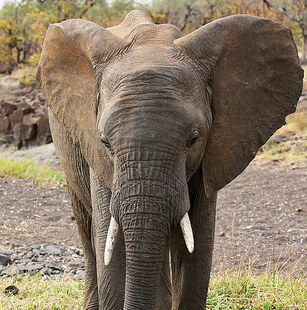 Mashatu game reserve