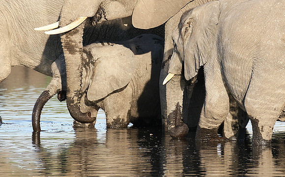 Delta of Okavango