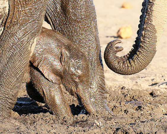 Delta of Okavango