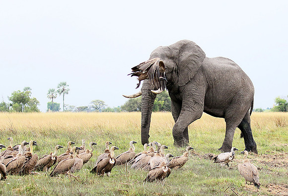 Delta of Okavango (Abu concession)