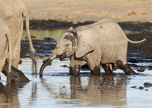 Delta of Okavango