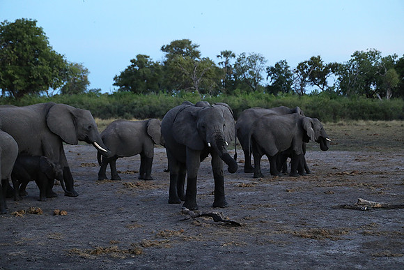 Delta of Okavango