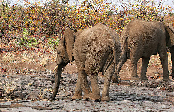 Mashatu game reserve
