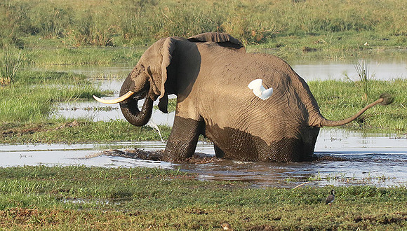 At Duba Plains
