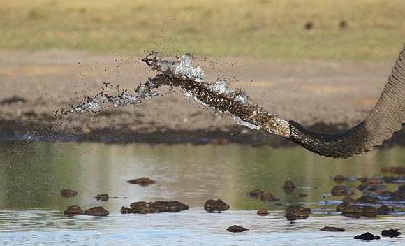 Delta of Okavango