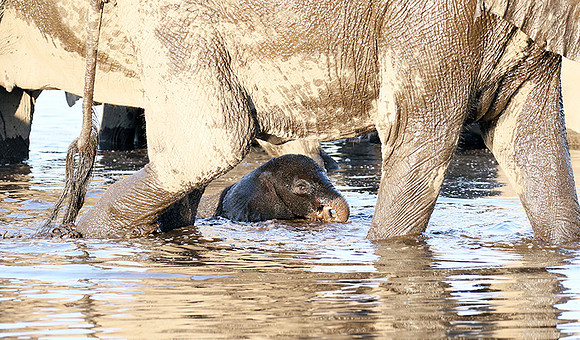 Delta of Okavango