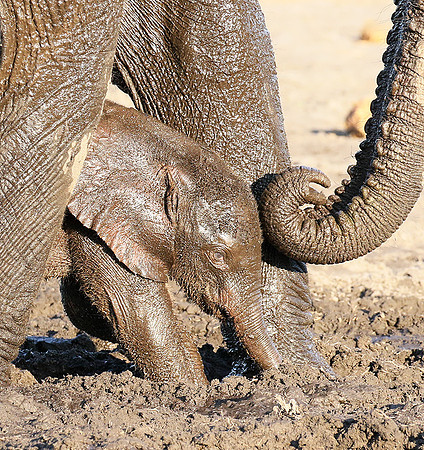 Delta of Okavango