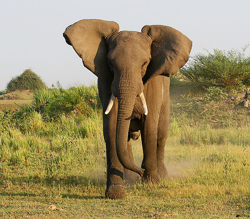 Delta of okavango