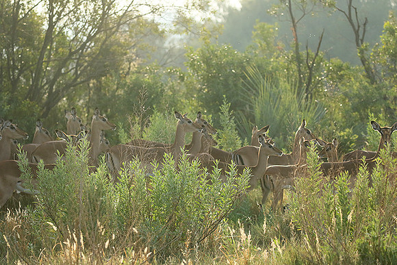 At Abu camp