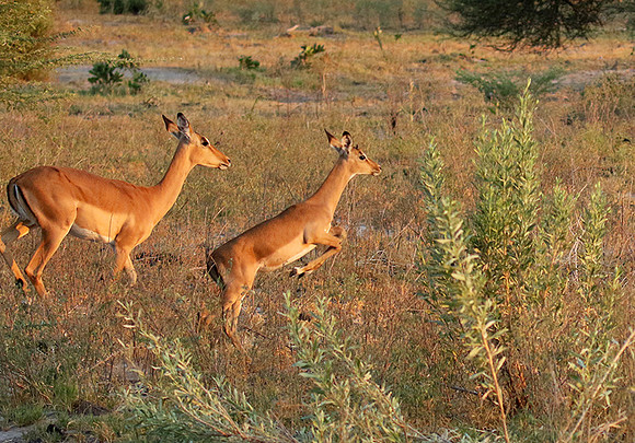 Delta of okavango
