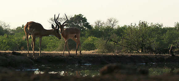 Impalas at the waterhole - Mashatu game reserve