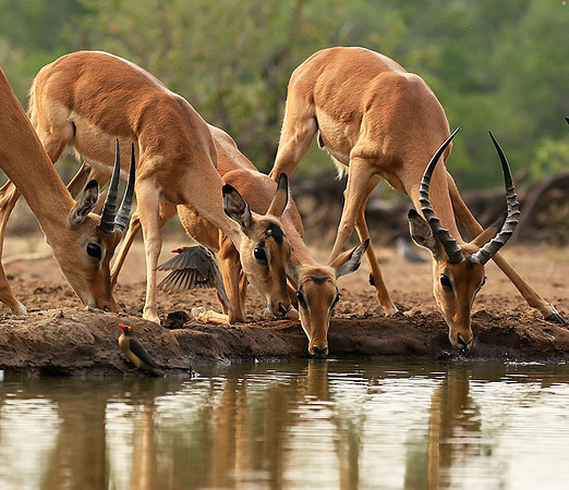 At the waterhole - Mashatu game reserve