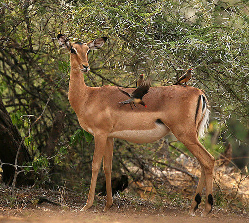 At the waterhole - Mashatu game reserve
