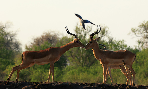 Impalas at the waterhole - Mashatu game reserve