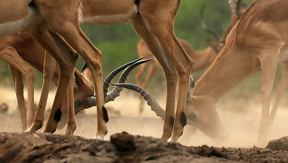 At the waterhole - Mashatu game reserve