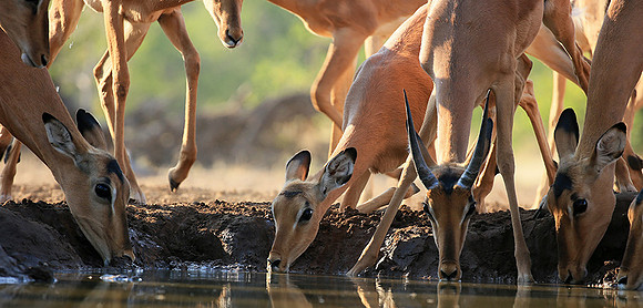 At the waterhole - Mashatu game reserve